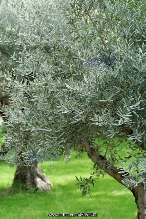 : Olive, Olea europea : Olive, Olea europea