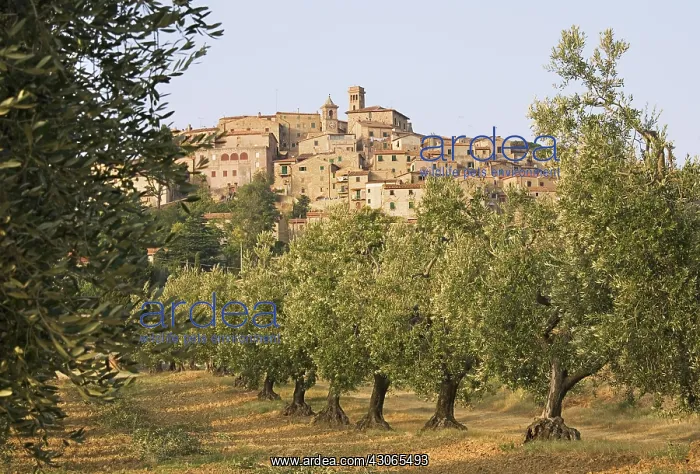 : Olive, Olea europea : Olive, Olea europea