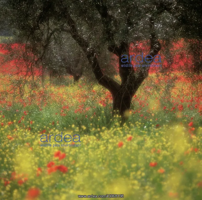  : Olive, Olea europea