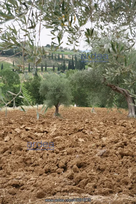: Olive, Olea europea : Olive, Olea europea