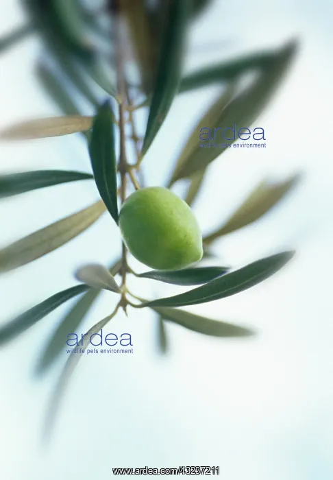 : Olive, Olea europea : Olive, Olea europea