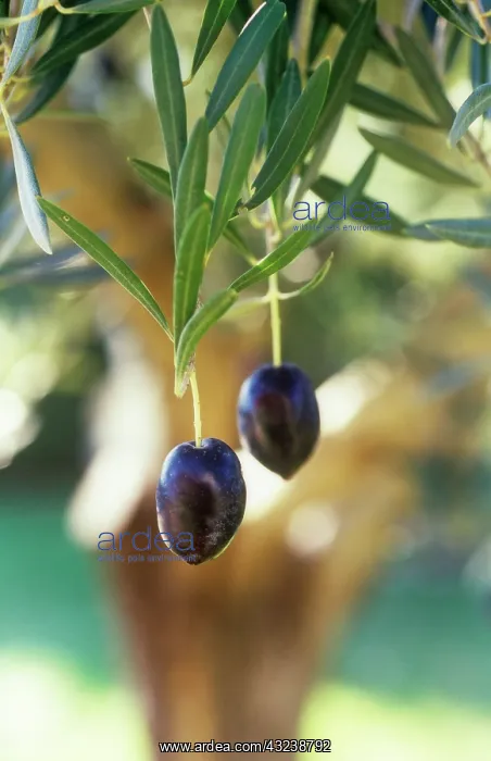 : Olive, Olea europea : Olive, Olea europea