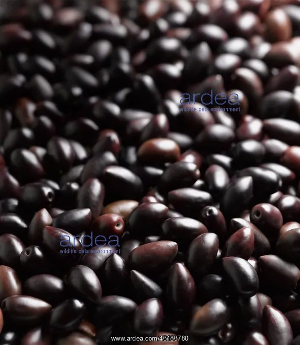 : Olive, Olea europea Kalamata, Mass of black olives : Olive, Olea europea Kalamata, Mass of black olives