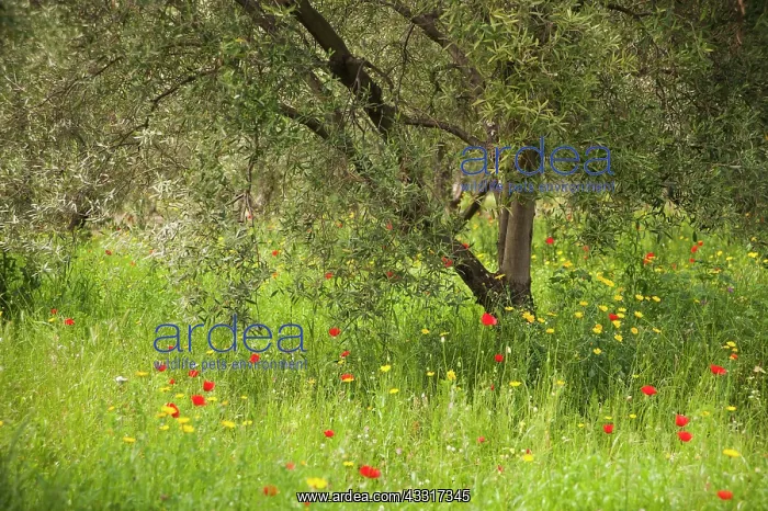 : Olive, Olea europea, tree growing in a meadow among : Olive, Olea europea, tree growing in a meadow among
