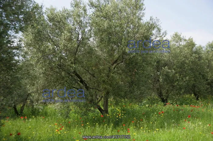 : Olive, Olea europea trees growing in a meadow among : Olive, Olea europea trees growing in a meadow among