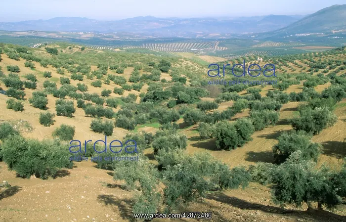 : OLIVE - plantation in Spain showing typical rolling : OLIVE - plantation in Spain showing typical rolling