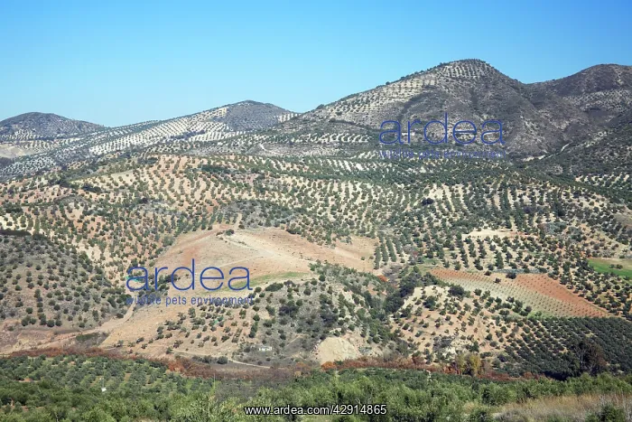 : Olive Plantations - on hill slopes, beside township Olvera : Olive Plantations - on hill slopes, beside township Olvera