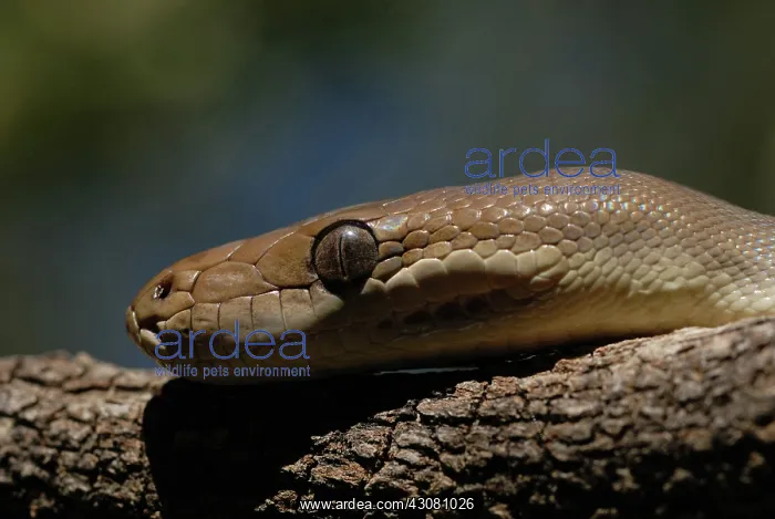 : Olive Python : Olive Python