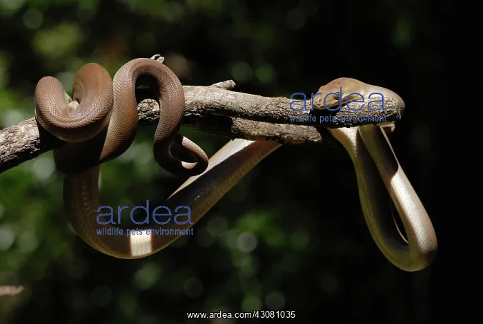 : Olive Python : Olive Python