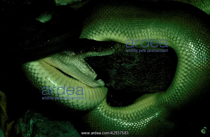 : Olive python (Antaresia olivaceus) eating a bandicoot : Olive python (Antaresia olivaceus) eating a bandicoot