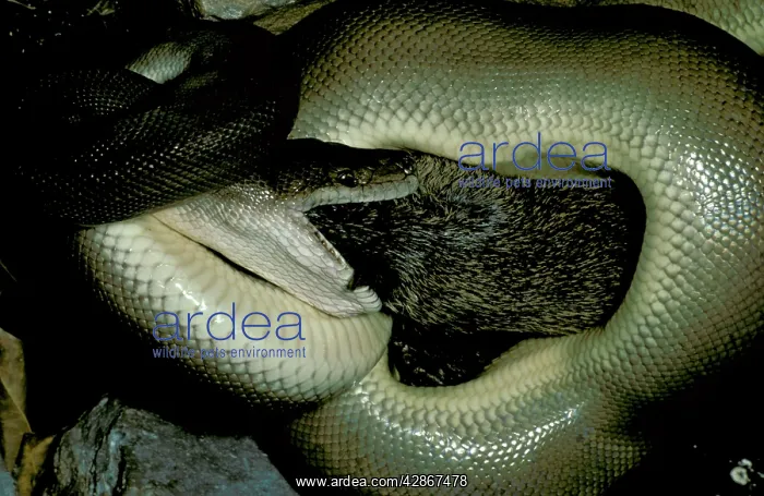 : Olive Python - Eating a bandicoot : Olive Python - Eating a bandicoot