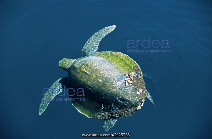 : Olive Ridley / Golfina TURTLE : Olive Ridley / Golfina TURTLE