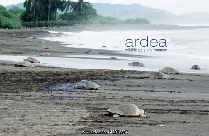: Olive Ridley / Golfina TURTLE - group, many emerging : Olive Ridley / Golfina TURTLE - group, many emerging