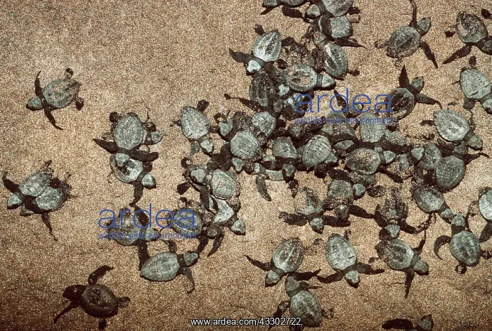 : Olive Ridley / Golfina TURTLE - Hatchlings : Olive Ridley / Golfina TURTLE - Hatchlings