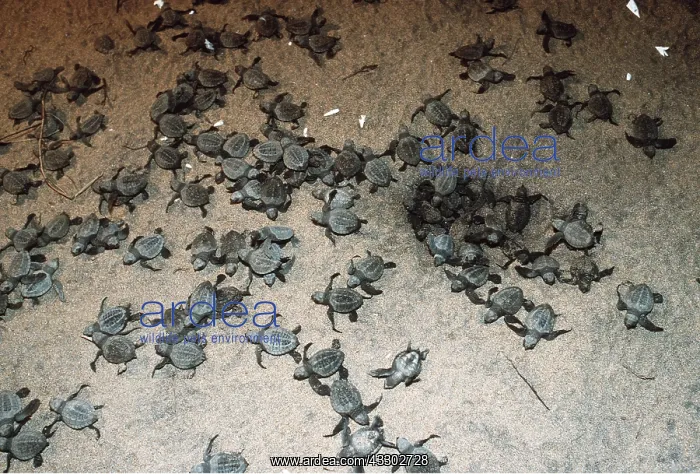 : Olive Ridley / Golfina TURTLE - Hatchlings : Olive Ridley / Golfina TURTLE - Hatchlings
