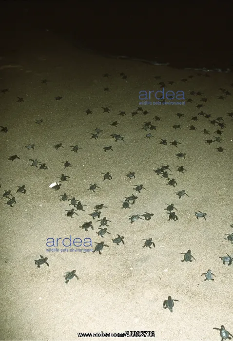 : Olive Ridley / Golfina TURTLE - Hatchlings : Olive Ridley / Golfina TURTLE - Hatchlings