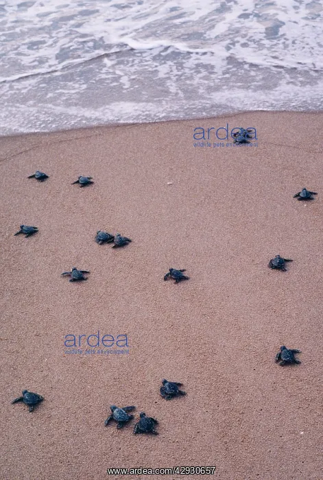 : Olive Ridley / Golfina TURTLE - hatchlings approach sea : Olive Ridley / Golfina TURTLE - hatchlings approach sea