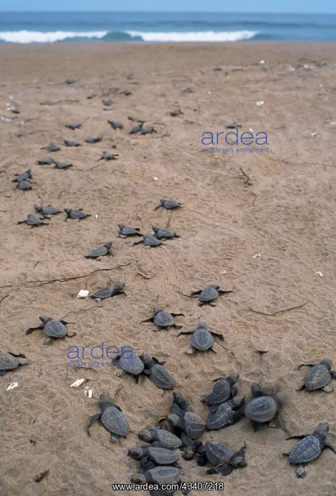 : Olive Ridley / Golfina TURTLE - Hatchlings approach sea : Olive Ridley / Golfina TURTLE - Hatchlings approach sea