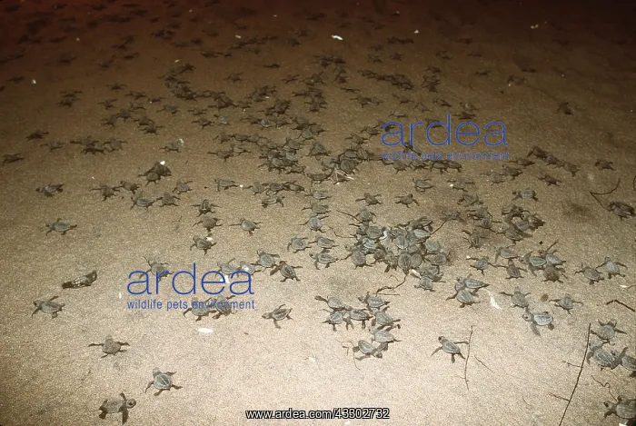 : Olive Ridley / Golfina TURTLE - Hatchlings crossing beach : Olive Ridley / Golfina TURTLE - Hatchlings crossing beach