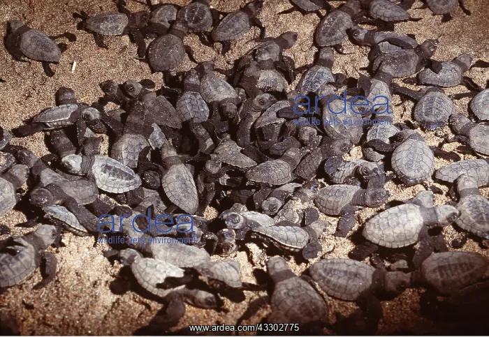 : Olive Ridley / Golfina TURTLE - Hatchlings emerging : Olive Ridley / Golfina TURTLE - Hatchlings emerging