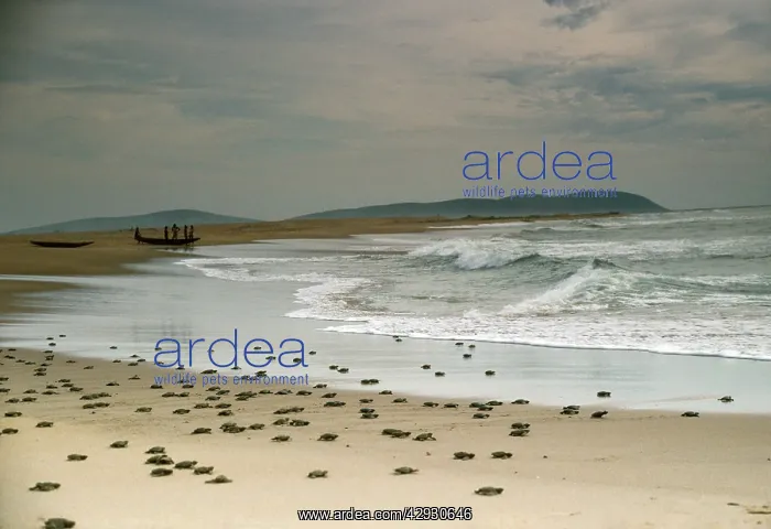 : Olive Ridley / Golfina TURTLE - hatchlings entering : Olive Ridley / Golfina TURTLE - hatchlings entering