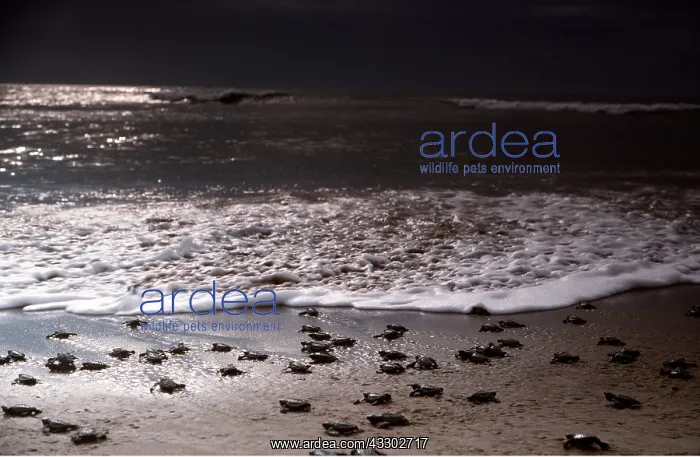 : Olive Ridley / Golfina TURTLE - Hatchlings entering : Olive Ridley / Golfina TURTLE - Hatchlings entering