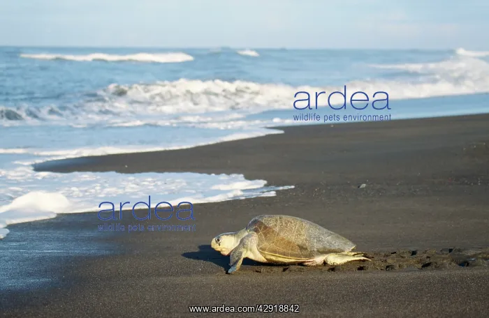 : Olive Ridley / Golfina TURTLE - heading towards the sea : Olive Ridley / Golfina TURTLE - heading towards the sea