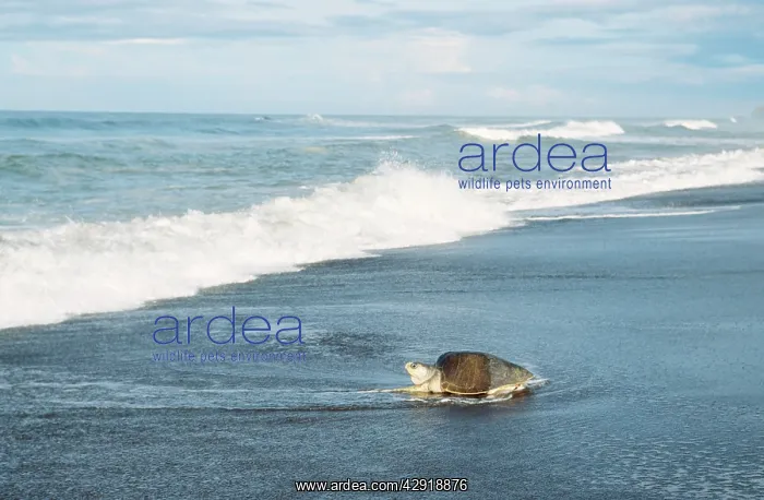 : Olive Ridley / Golfina TURTLE - heading towards the sea : Olive Ridley / Golfina TURTLE - heading towards the sea