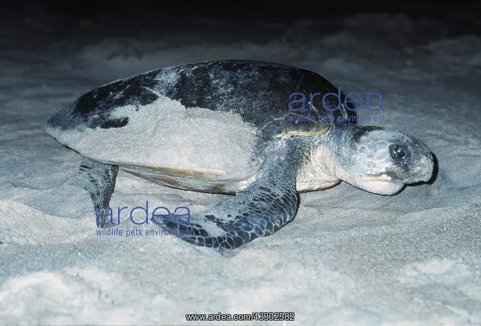  : Olive Ridley  /  Golfina TURTLE - hiding location