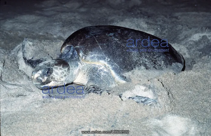: Olive Ridley / Golfina TURTLE - NESTING : Olive Ridley / Golfina TURTLE - NESTING
