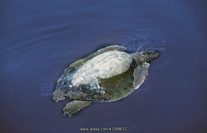 : Olive Ridley / Golfina TURTLE -SWIMS : Olive Ridley / Golfina TURTLE -SWIMS