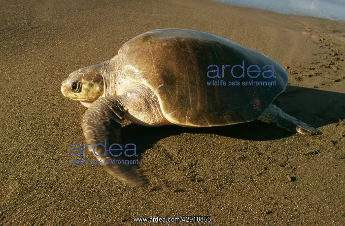 : Olive Ridley / Golfina TURTLE - side view, on the : Olive Ridley / Golfina TURTLE - side view, on the