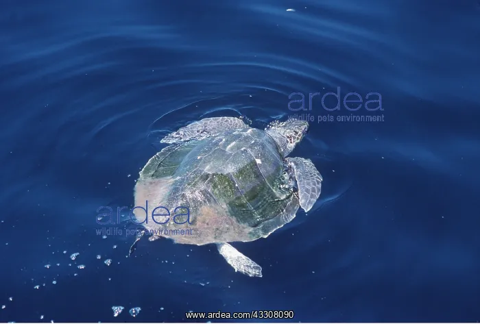 : Olive Ridley / Golfina TURTLE - in water, at surface : Olive Ridley / Golfina TURTLE - in water, at surface