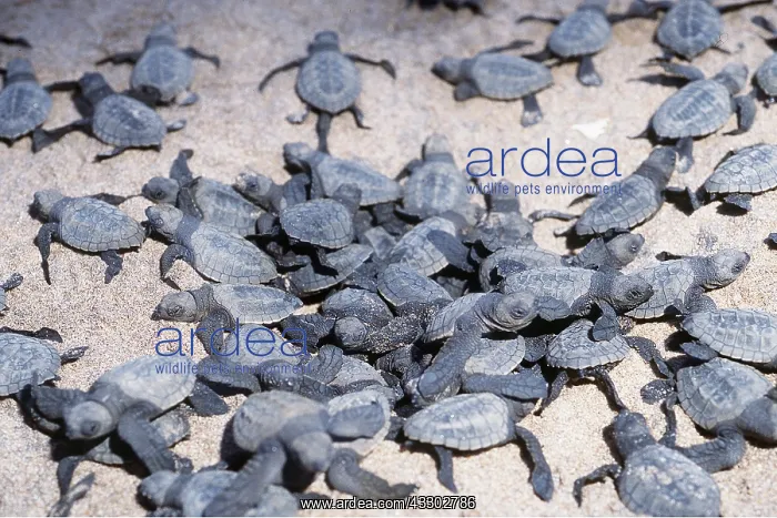 : Olive Ridley / Golfina TURTLE - young hatchlings : Olive Ridley / Golfina TURTLE - young hatchlings