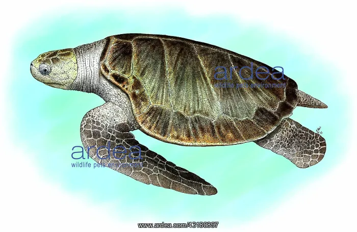 : Olive Ridley Sea Turtle : Olive Ridley Sea Turtle