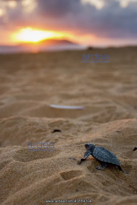 : Olive Ridley Sea Turtle : Olive Ridley Sea Turtle