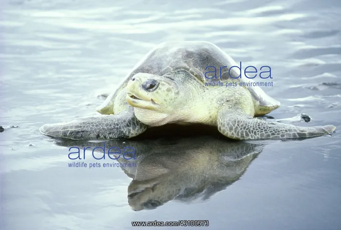 : Olive Ridley Turtle during arribada : Olive Ridley Turtle during arribada