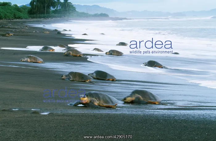 : Olive Ridley Turtle - coming ashore to lay eggs : Olive Ridley Turtle - coming ashore to lay eggs