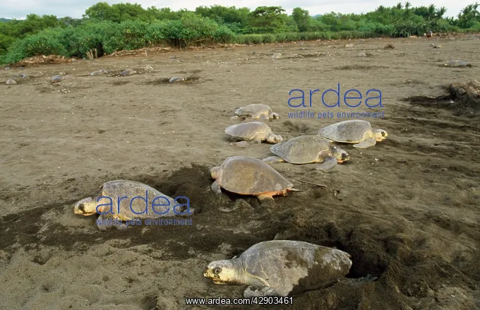  : Olive Ridley Turtle - egg laying