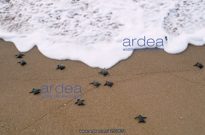 : Olive Ridley Turtle - hatchlings : Olive Ridley Turtle - hatchlings