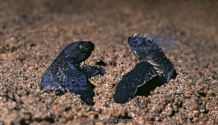 : Olive Ridley Turtle hatchlings - First two hatchlings : Olive Ridley Turtle hatchlings - First two hatchlings