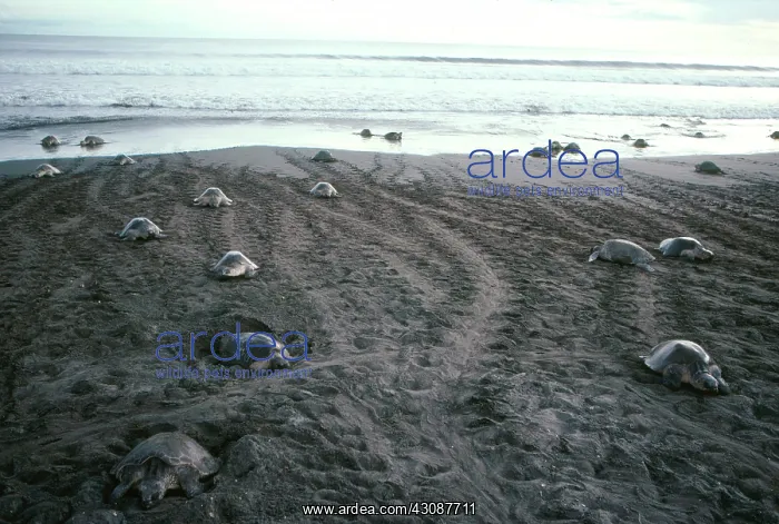 : Olive Ridley Turtles : Olive Ridley Turtles