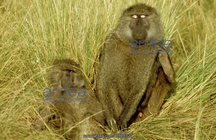  : Olive  /  Savanna Baboon - with young