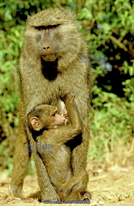  : Olive  /  Savanna Baboon - with young