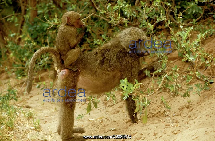  : Olive  /  Savanna Baboon - with young riding on back