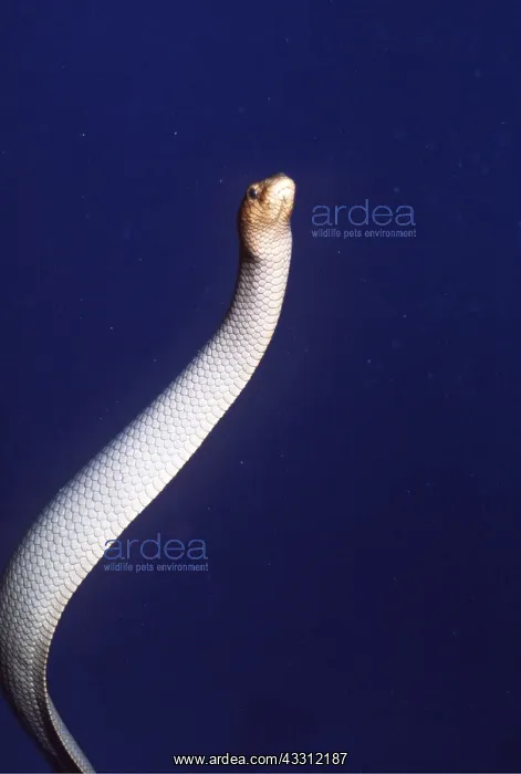 : Olive SEA SNAKE : Olive SEA SNAKE