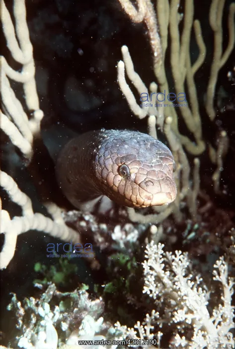: Olive SEA SNAKE : Olive SEA SNAKE