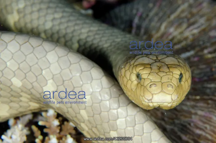 : Olive Sea Snake (Aipysurus laevis), Olive olive : Olive Sea Snake (Aipysurus laevis), Olive olive