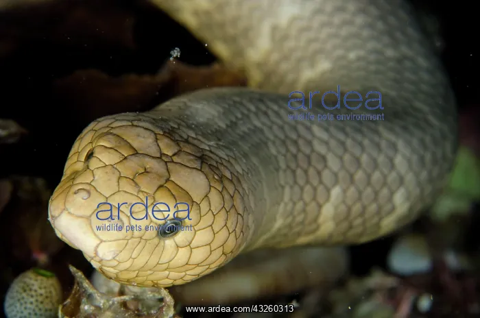 : Olive Sea Snake (Aipysurus laevis), Olive olive : Olive Sea Snake (Aipysurus laevis), Olive olive