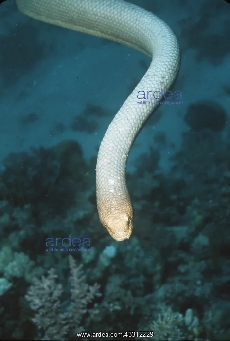 : OLIVE SEA SNAKE - POISONOUS : OLIVE SEA SNAKE - POISONOUS